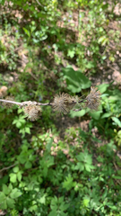 Arctium minus