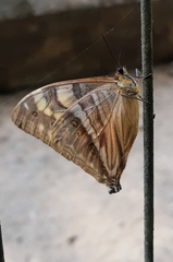 Morpho aega