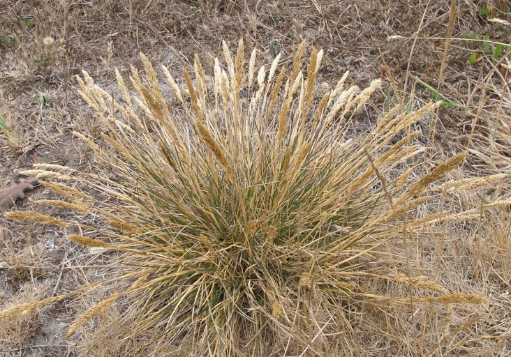 Deschampsia cespitosa ssp. holciformis