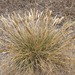 Deschampsia cespitosa holciformis - Photo (c) Asa Spade, μερικά δικαιώματα διατηρούνται (CC BY-NC), uploaded by Asa Spade