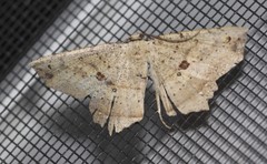 Polyacme subpulchra