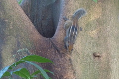 Funambulus tristriatus