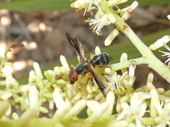 Senopterina varia