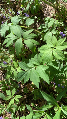 Hydrophyllum virginianum