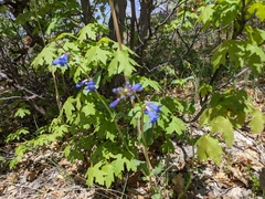 Penstemon cyananthus