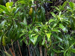 Melicytus lanceolatus