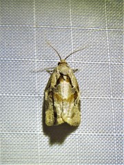 Archips grisea