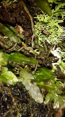 Symphyogyna subsimplex