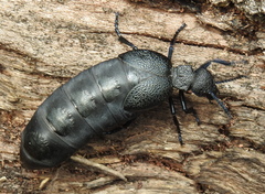 Meloe cicatricosus