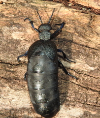 Meloe cicatricosus