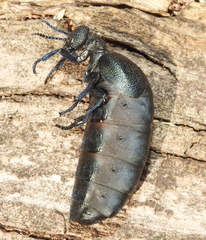 Meloe cicatricosus