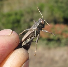Melanoplus devastator