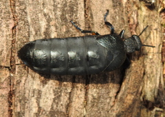 Meloe cicatricosus