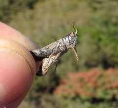 Melanoplus devastator