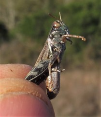 Melanoplus devastator
