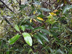 Pittosporum colensoi