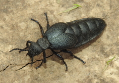 Meloe cicatricosus