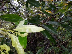 Pittosporum colensoi