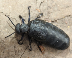Meloe cicatricosus