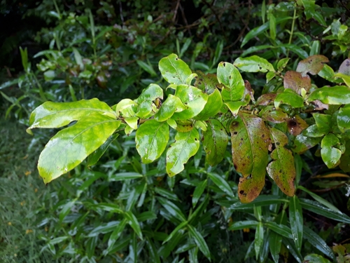 Coprosma tenuifolia observed 2018-01-05