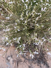 Astragalus rafaelensis