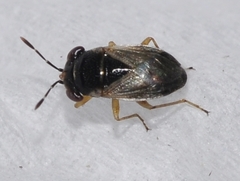 Geocoris pallidipennis