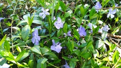 Vinca minor