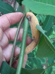 Puccinia sambuci