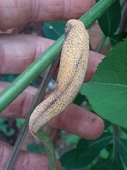 Puccinia sambuci