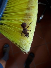 Atta laevigata