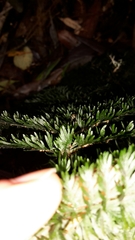 Leptopteris ×intermedia