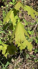 Acer saccharum