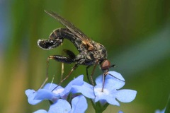 Empis femorata