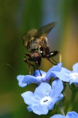 Empis femorata