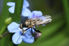 Empis femorata
