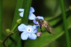Empis femorata