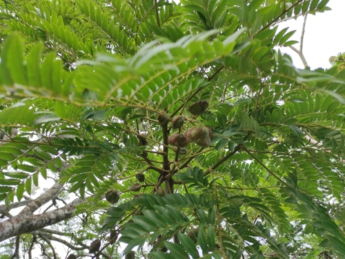 Dilodendron elegans