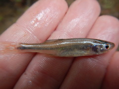 Lythrurus umbratilis