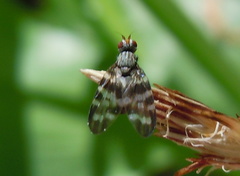Otites centralis
