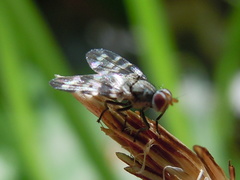 Otites centralis