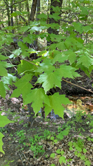 Acer saccharum