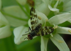 Otites centralis