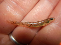 Etheostoma chlorosoma