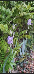Iris pallida