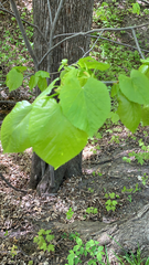 Tilia americana