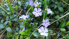 Vinca minor