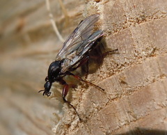 Bibio hortulanus