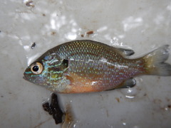 Lepomis marginatus