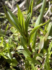 Veronica scutellata