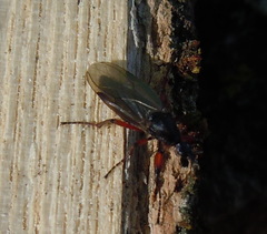 Bibio hortulanus